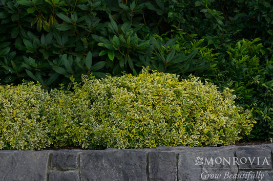 Euonymus | Emerald 'n' Gold Wintercreeper - 2 Gallon