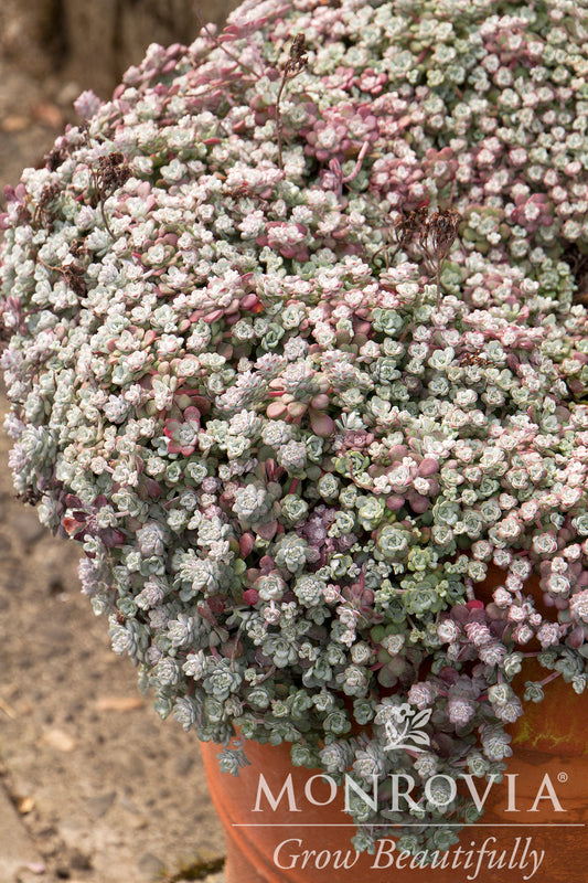 Sedum | Cape Blanco
