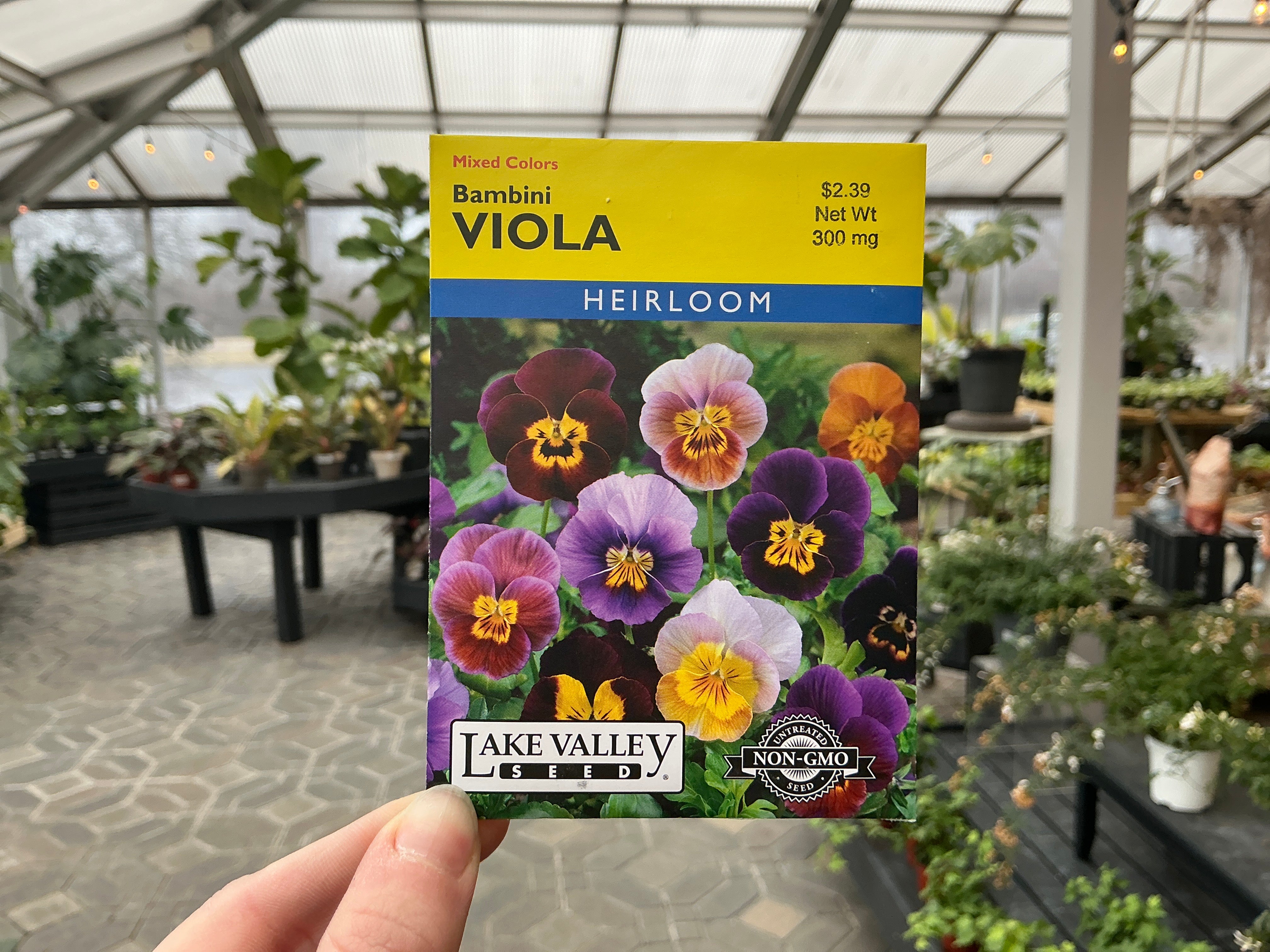Viola | Viola Seed - Berns Garden Center