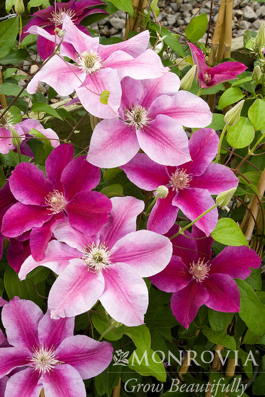 Clematis | Kilian Donahue Clematis - 1 Gallon