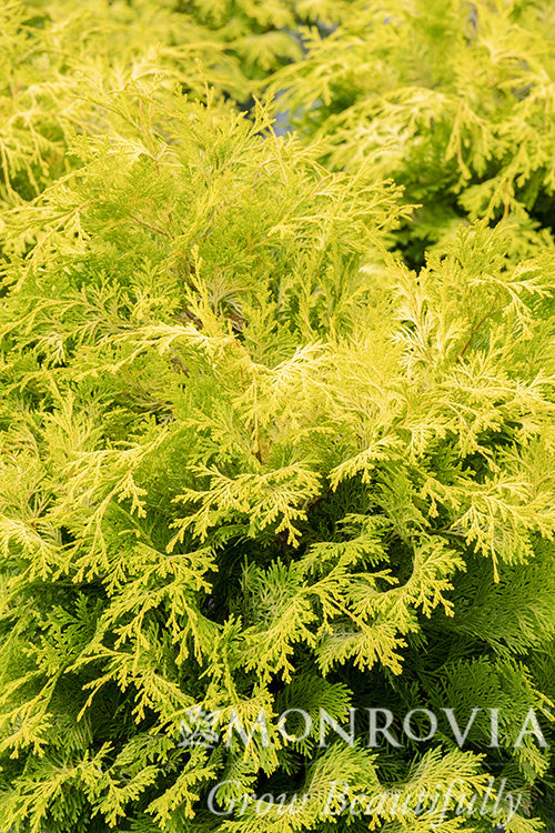 Chamaecyparis | Crippsii Golden Hinoki Cypress