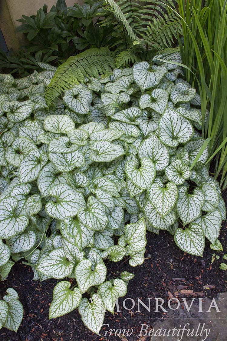 Brunnera | Jack Frost Brunnera