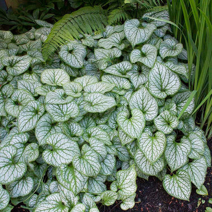Brunnera | Jack Frost Brunnera - 1 Gallon