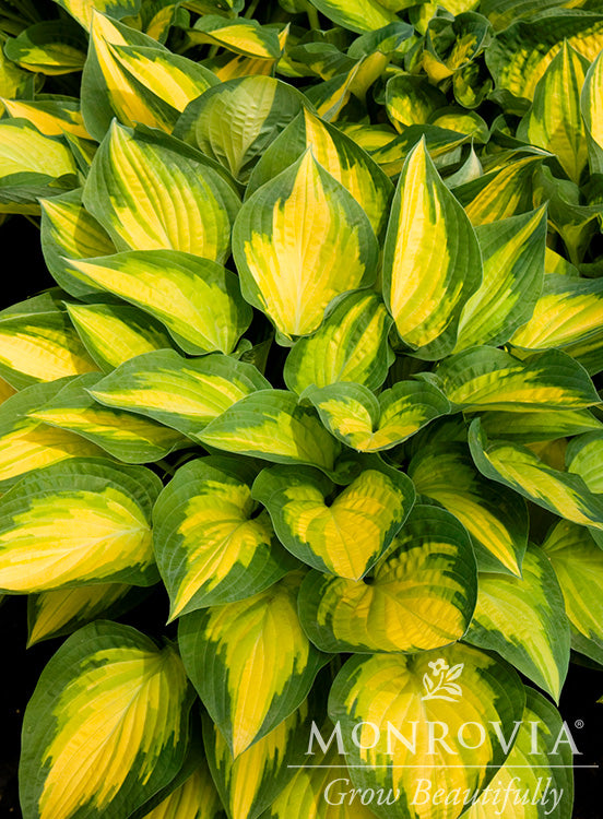 Hosta | Orange Marmalade Hosta