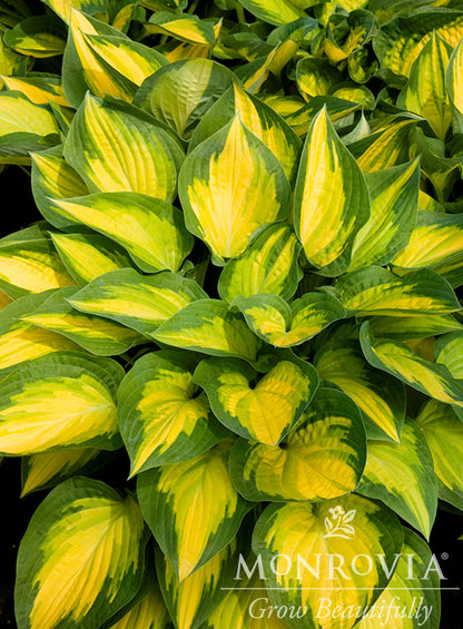 Hosta | Orange Marmalade Hosta