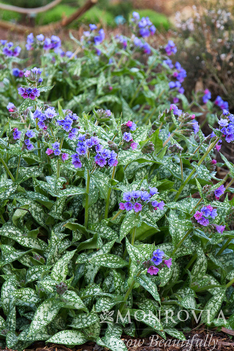 Pulmonaria | Trevi Fountain Lungwort - 1 Gallon