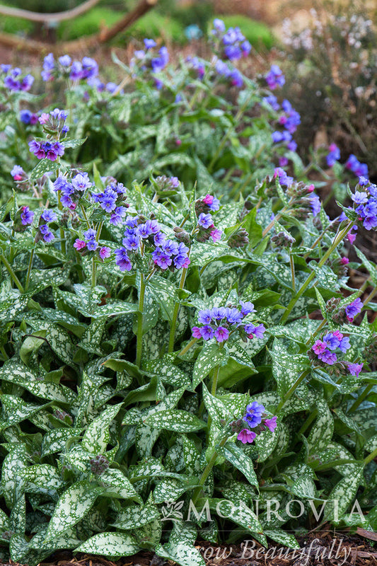 Pulmonaria | Trevi Fountain Lungwort - 1 Gallon