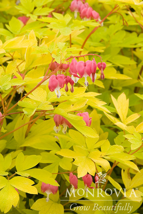 Dicentra | Gold Heart Bleeding Heart - 1 Gallon