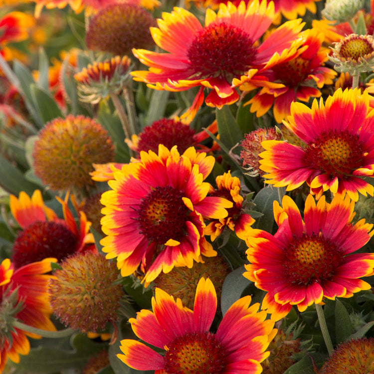 Gaillardia | Arizona Blanket Flower | Sun - 1 Quart