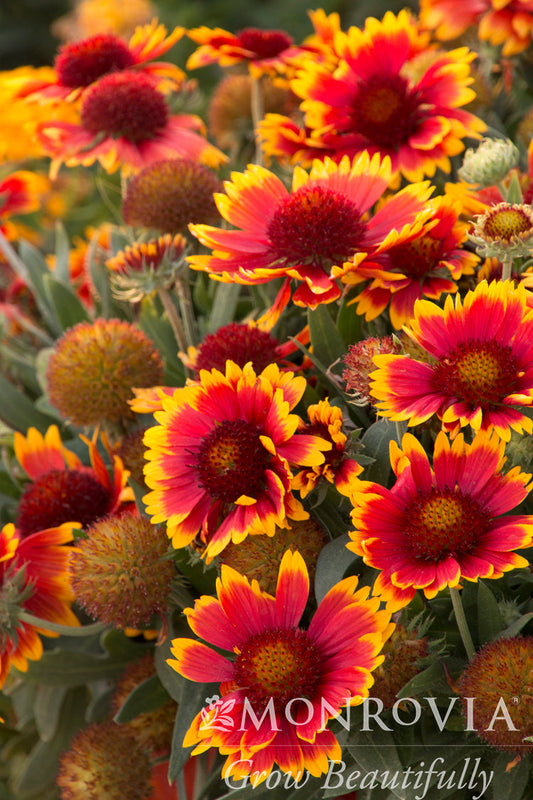 Gaillardia | Arizona Blanket Flower | Sun - 1 Quart
