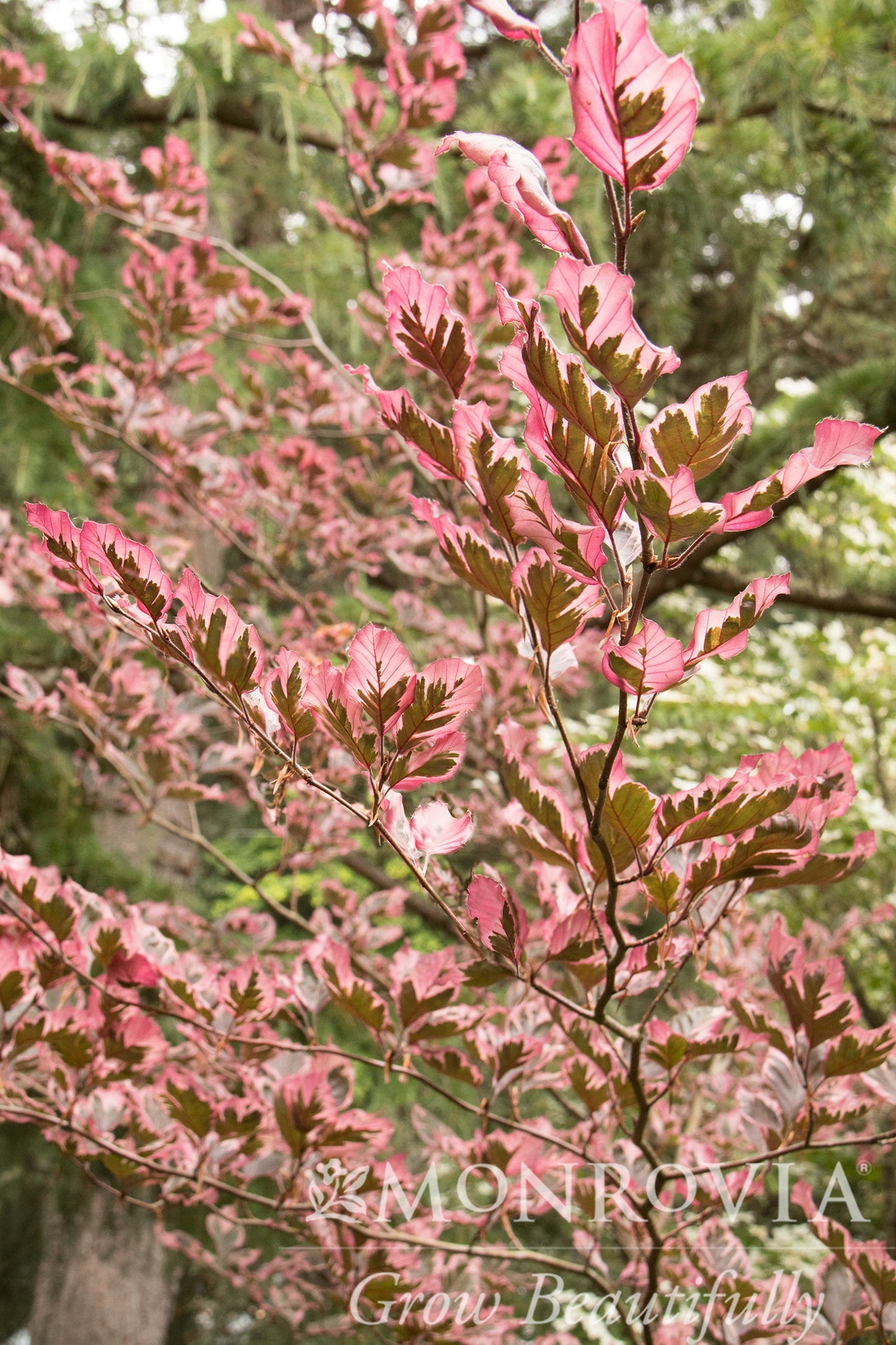 Fagus | Tricolor Beech - 3 Gallon