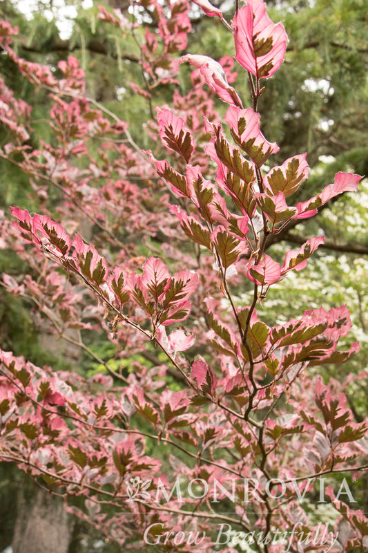 Fagus | Tricolor Beech - 3 Gallon
