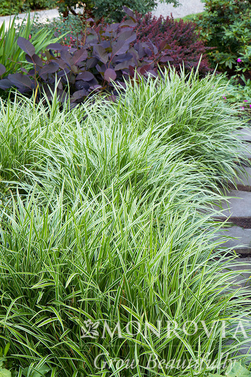 Carex | Ice Dance Sedge