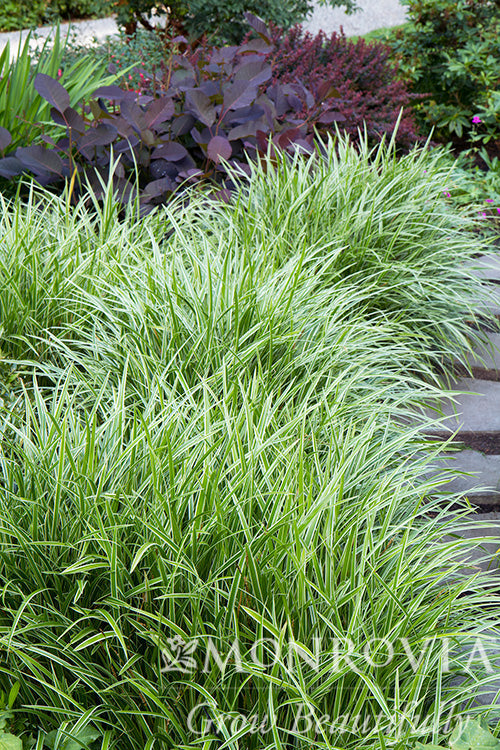 Carex | Ice Dance Sedge - 1 Gallon