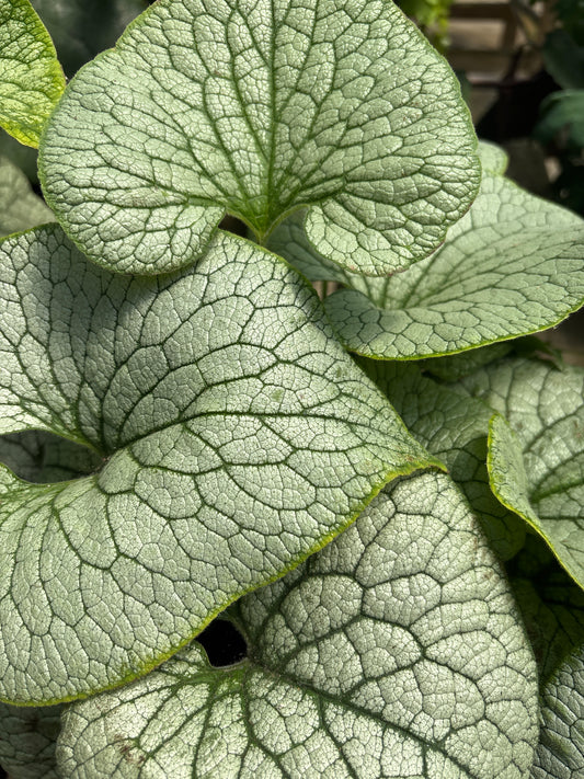 Brunnera | Sterling Silver Brunnera