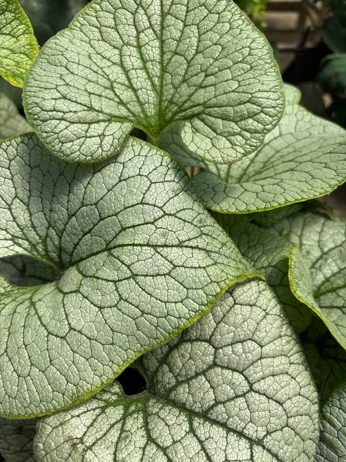 Brunnera | Sterling Silver Brunnera - 1 Gallon