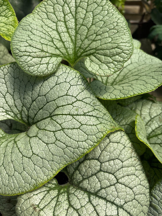 Brunnera | Sterling Silver Brunnera - 1 Gallon