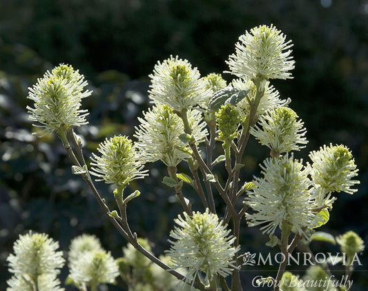 Fothergilla | Mount Airy Fothergilla