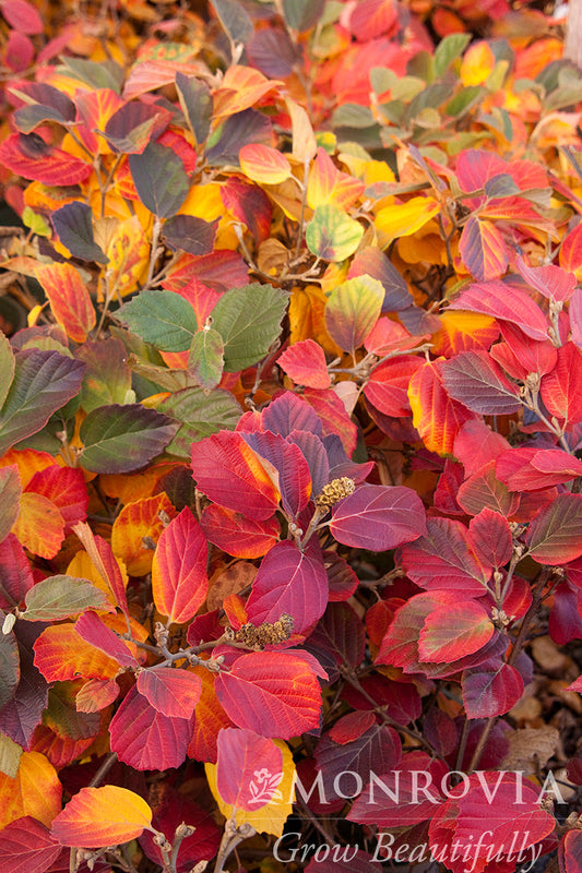 Fothergilla | Mount Airy Fothergilla - 3 Gallon