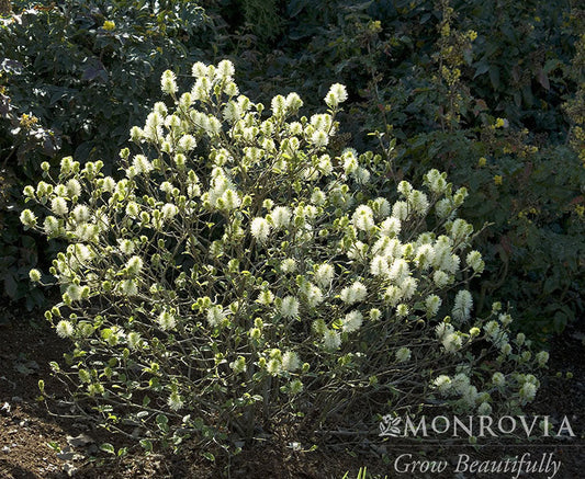 Fothergilla | Mount Airy Fothergilla - B&B 24-30"