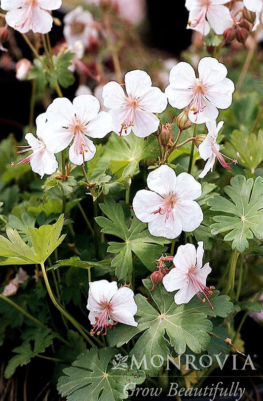 Geranium | Biokovo Cranesbill - 1 Gallon