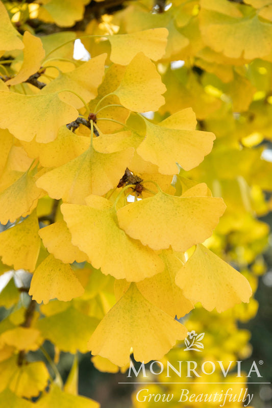 Ginkgo | Autumn Gold Ginkgo - 5 Gallon