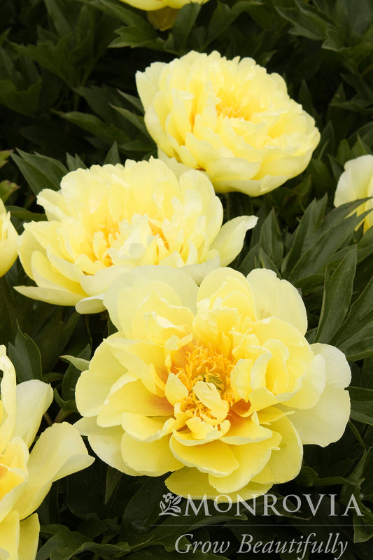 Paeonia | Bartzella Itoh Peony - 2 Gallon