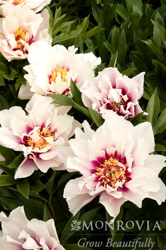 Paeonia | Cora Louise Itoh Peony - 2 Gallon