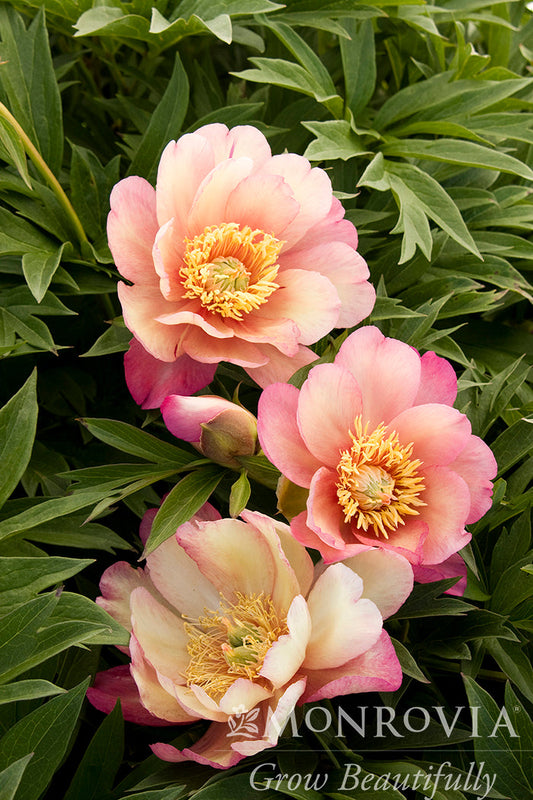 Paeonia | Julia Rose Itoh Peony - 2 Gallon