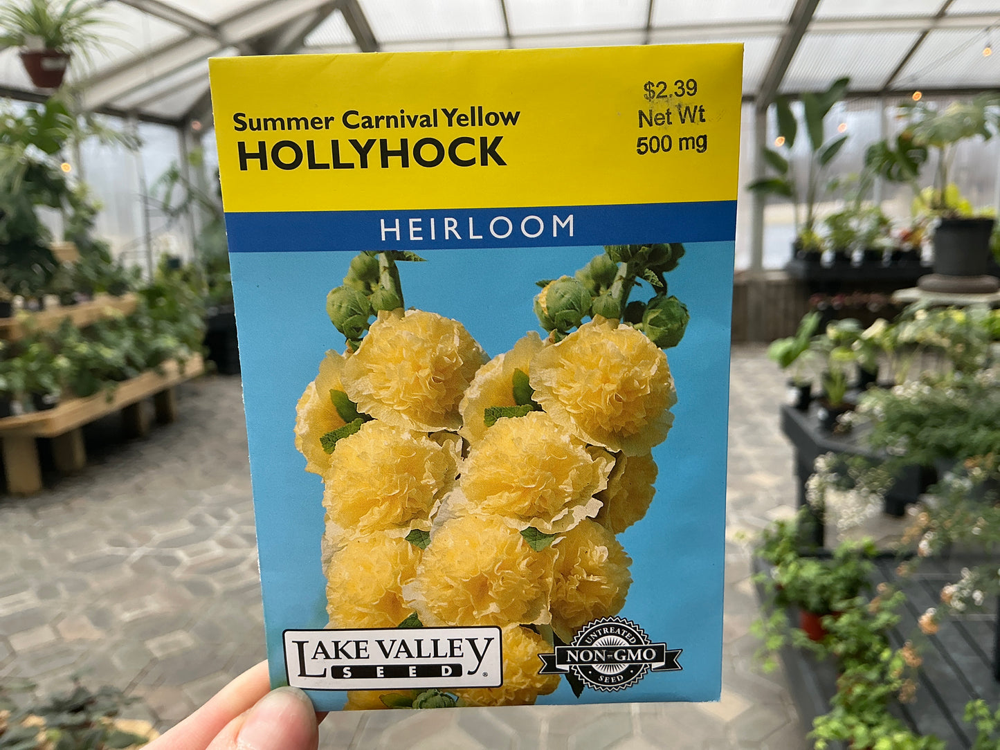 Alcea | Hollyhock Seed