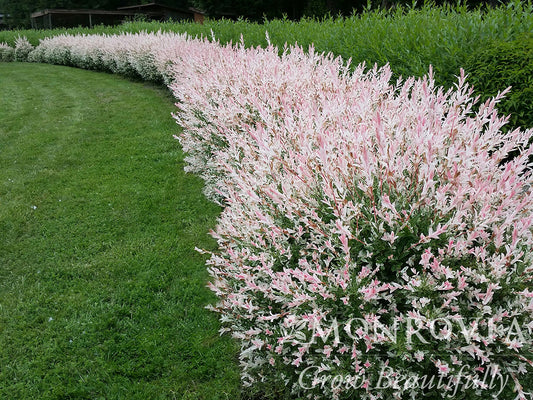 Salix | Flamingo Dappled Willow - 2 Gallon