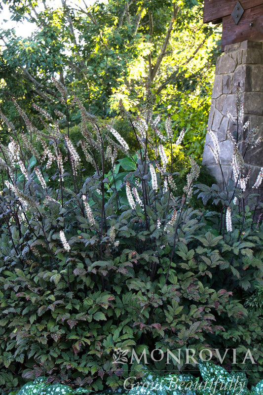 Actaea | Black Negligee Snakeroot - 1 Gallon