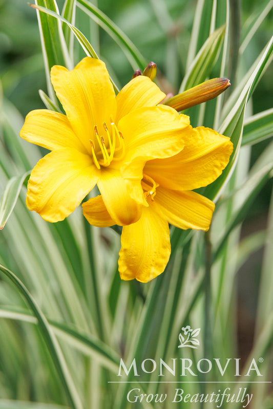 Hemerocallis | Golden Zebra Daylily