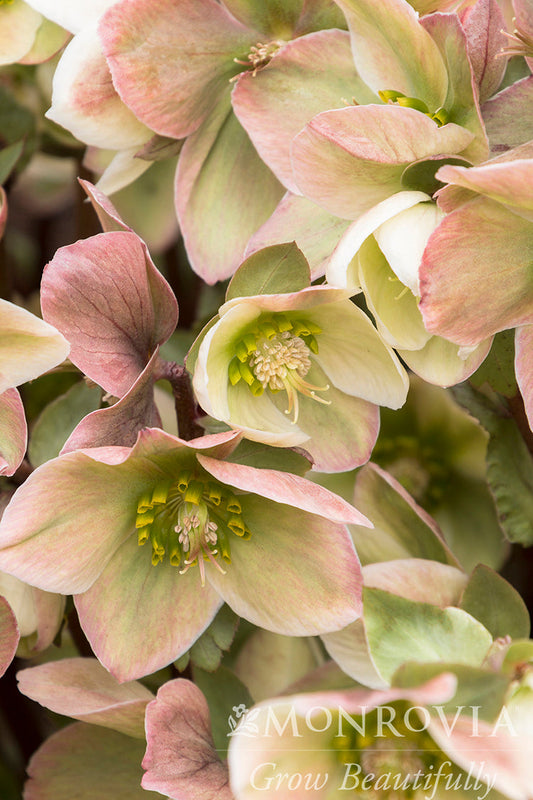 Helleborus | Ivory Prince Lenten Rose - 1 Gallon