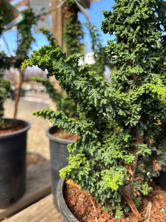 Chamaecyparis | Chirimen Hinoki Cypress - 1 Gallon