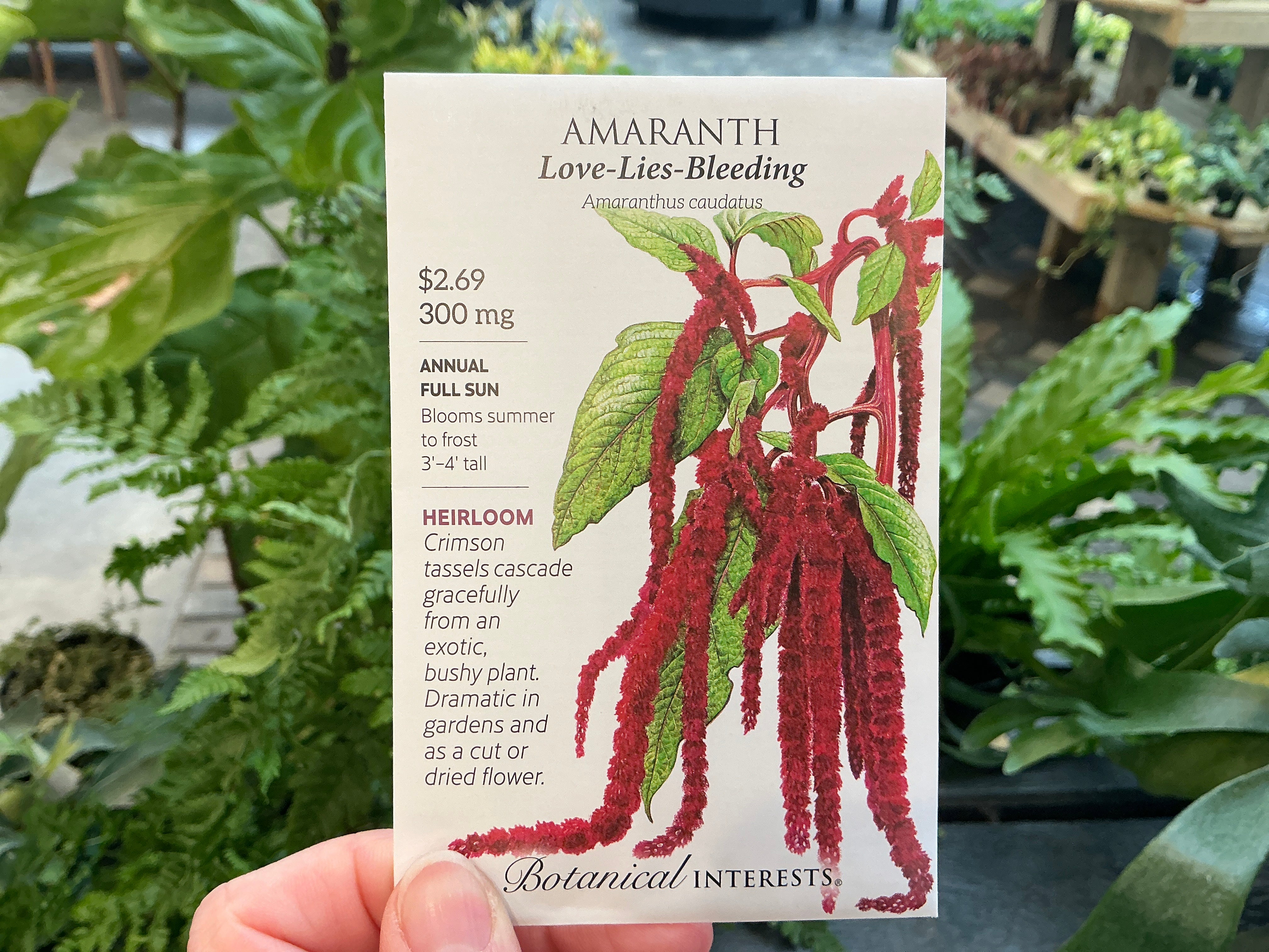 Amaranthus Amaranth Seed Berns Garden Center Amaranthus Amaranth Seed Berns Garden Center