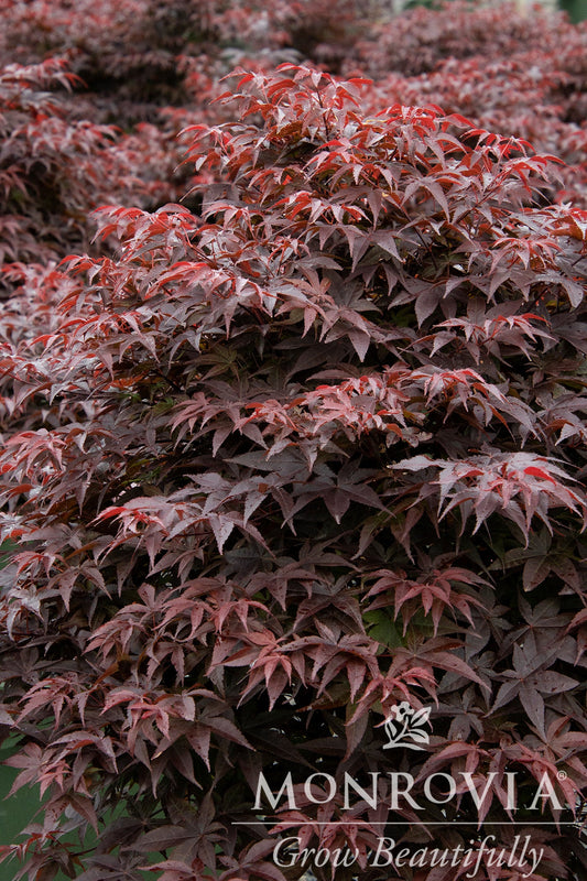 Acer | Rhode Island Red Japanese Maple - 1 Gallon