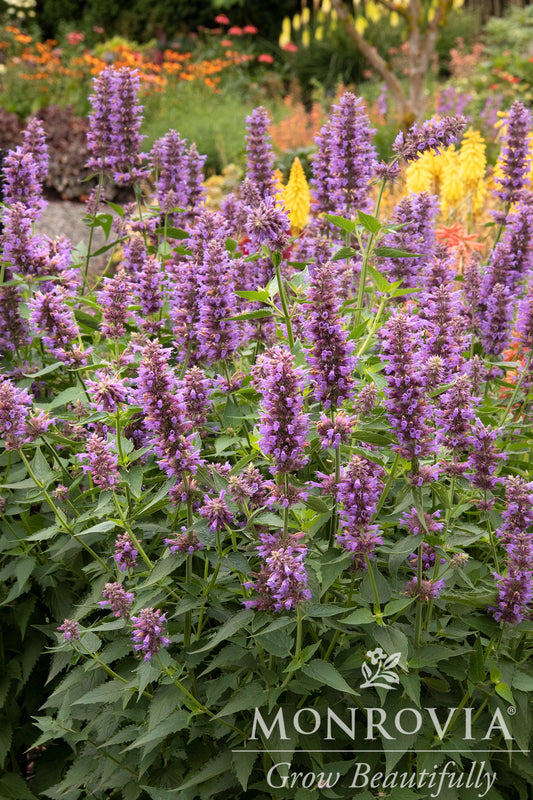 Agastache | Blue Boa Hyssop - 1 Gallon