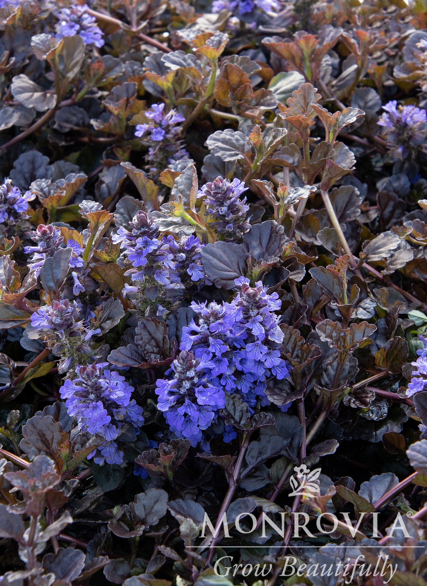 Ajuga | Black Scallop Bugleweed - 1 Gallon
