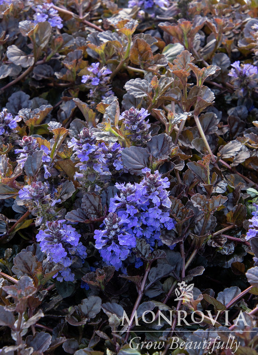Ajuga | Black Scallop Bugleweed - 1 Gallon