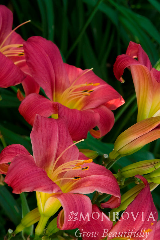 Hemerocallis | Little Business Daylily