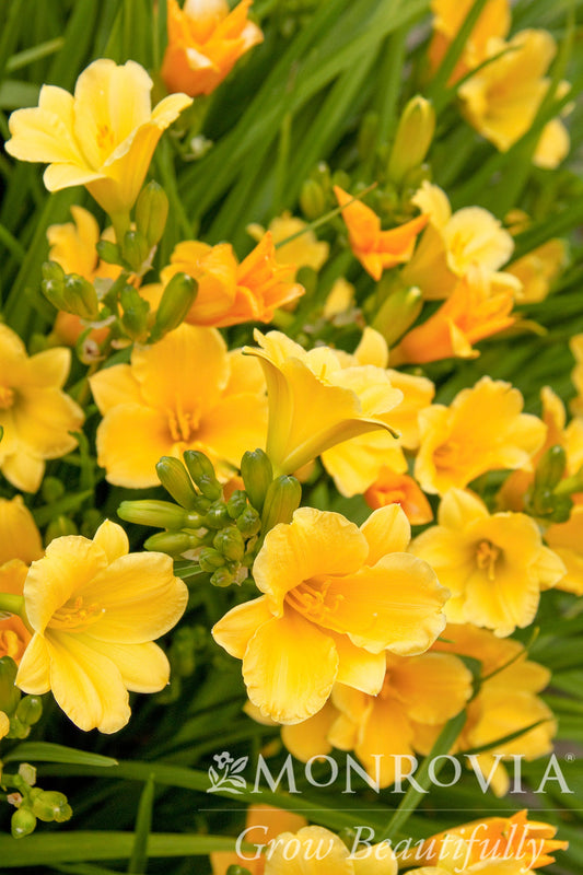 Hemerocallis | Stella d'Oro Daylily - 1 Gallon