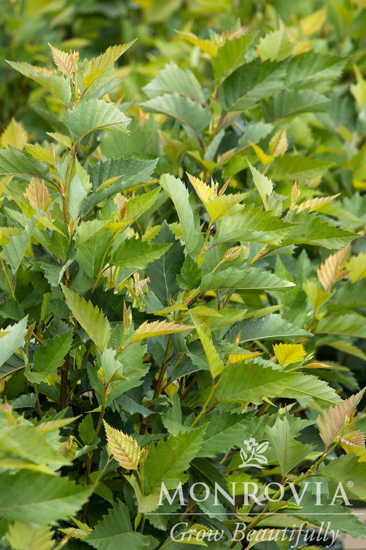 Betula | Fox Valley River Birch - 15 Gallon