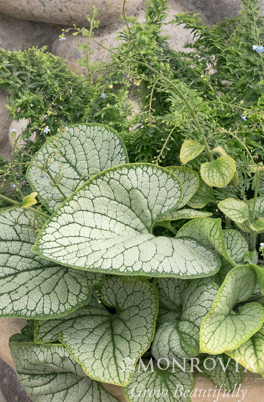 Brunnera | Silver Hearts Brunnera - 1 Gallon