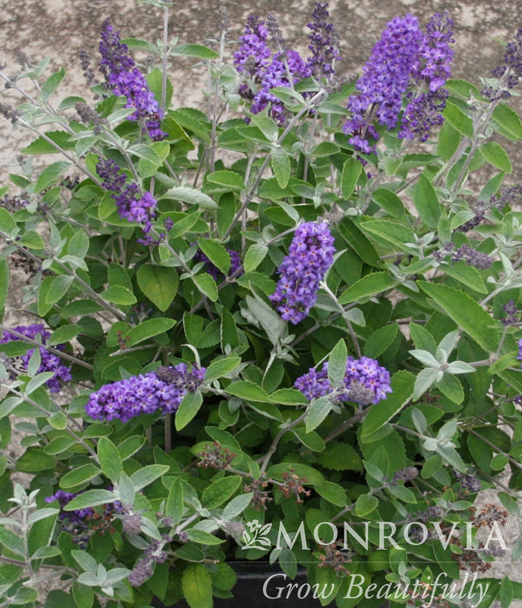 Buddleia | Flutterby Petite Butterfly Bush | Blue Heaven - 2 Gallon