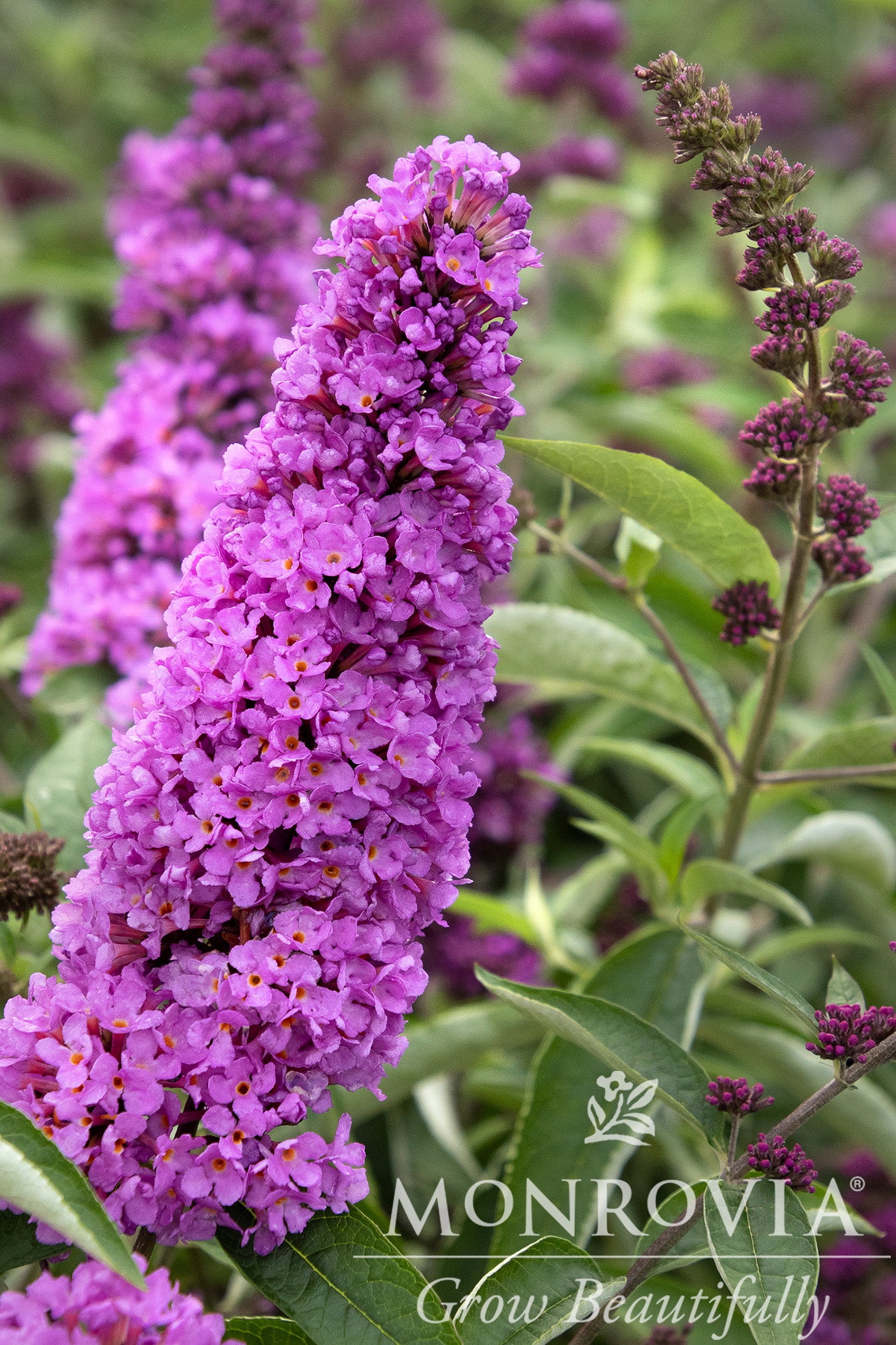 Buddleia | Flutterby Petite Butterfly Bush | Tutti Frutti - 3 Gallon ...