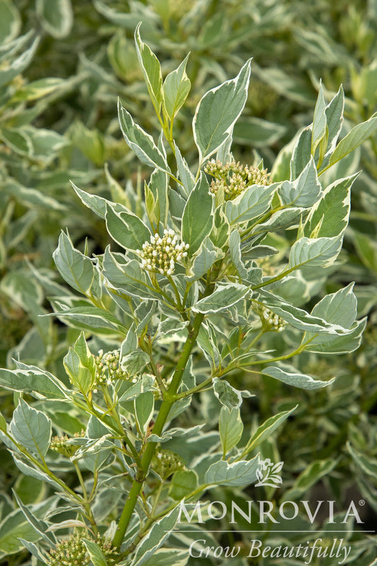 Cornus | Creme de Mint Dogwood - 2 Gallon