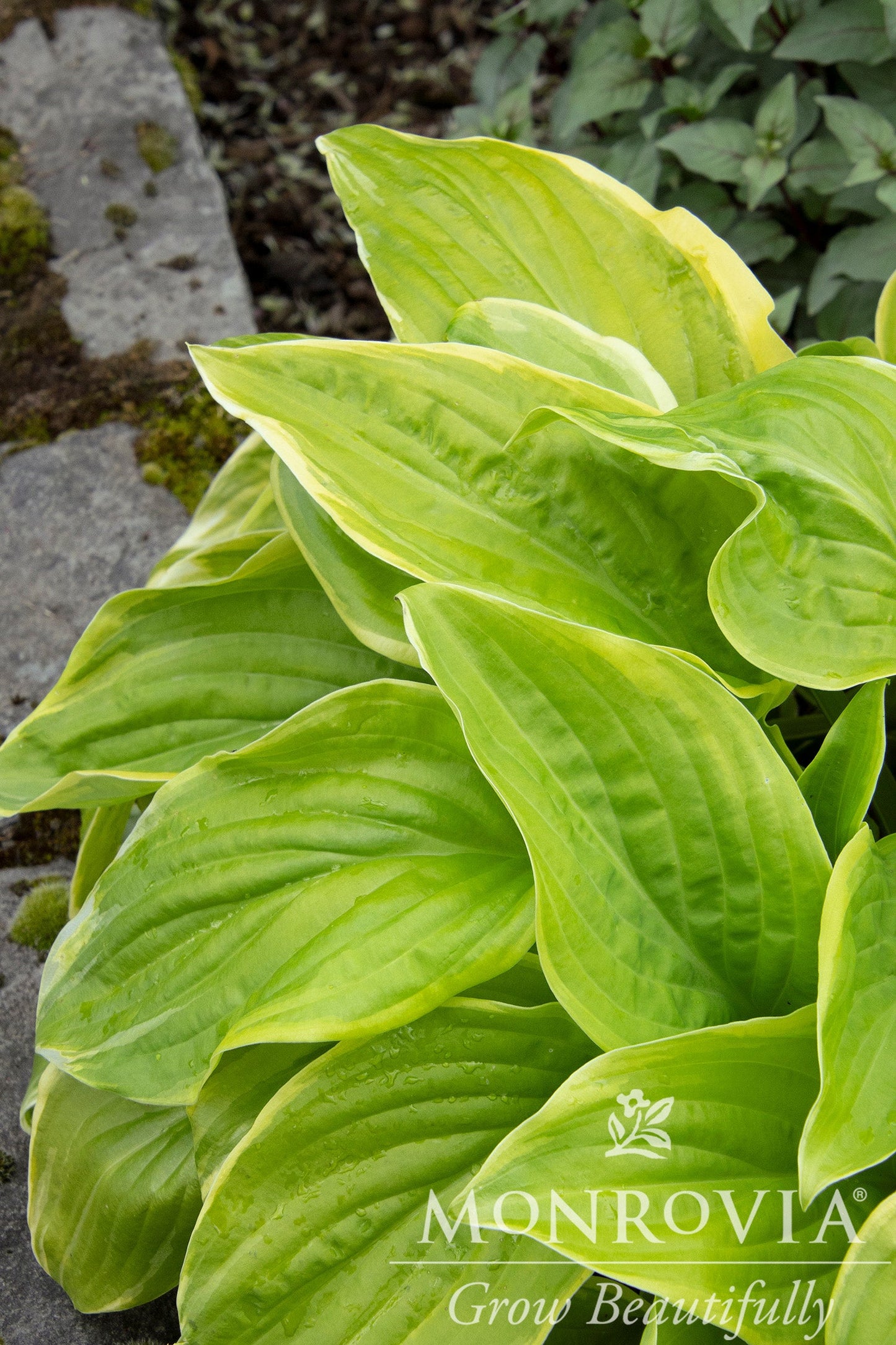 Hosta | Fragrant Bouquet Hosta - 1 Gallon