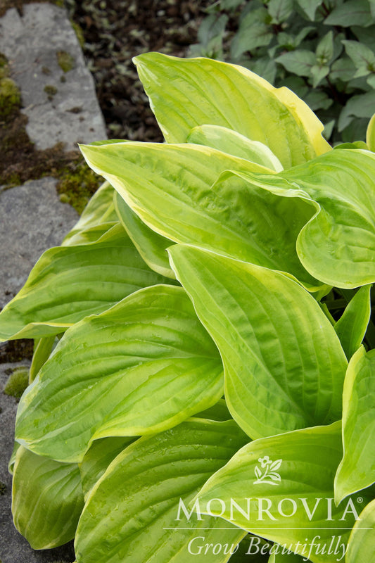 Hosta | Fragrant Bouquet Hosta - 1 Gallon