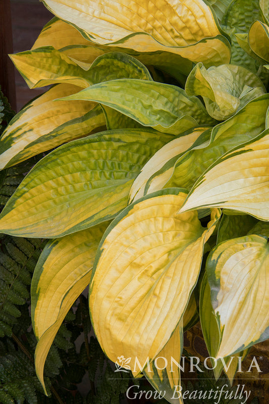 Hosta | Paradigm Hosta - 1 Gallon